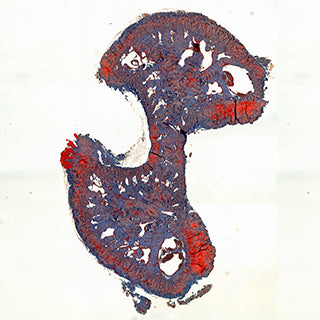6MP USB 3.0 Microscope Camera
