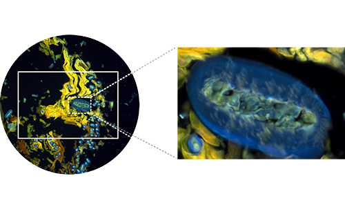 20MP USB 3.0 Microscope Camera