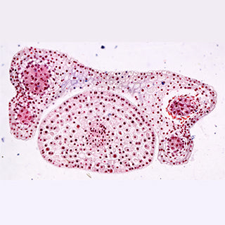 6MP USB 3.0 Microscope Camera
